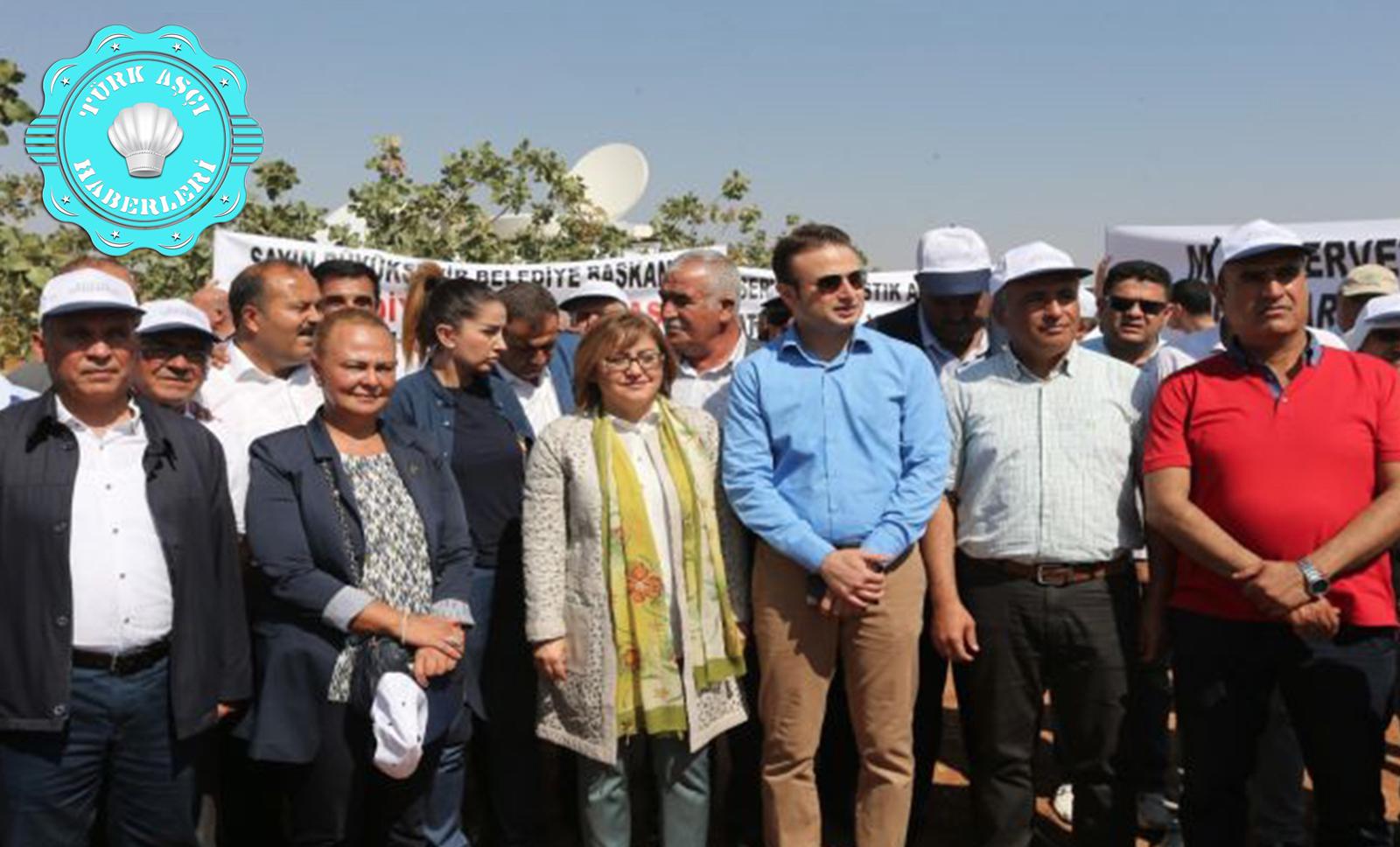 Antepfıstığı Festivali Tarlada Hasat İle Başladı